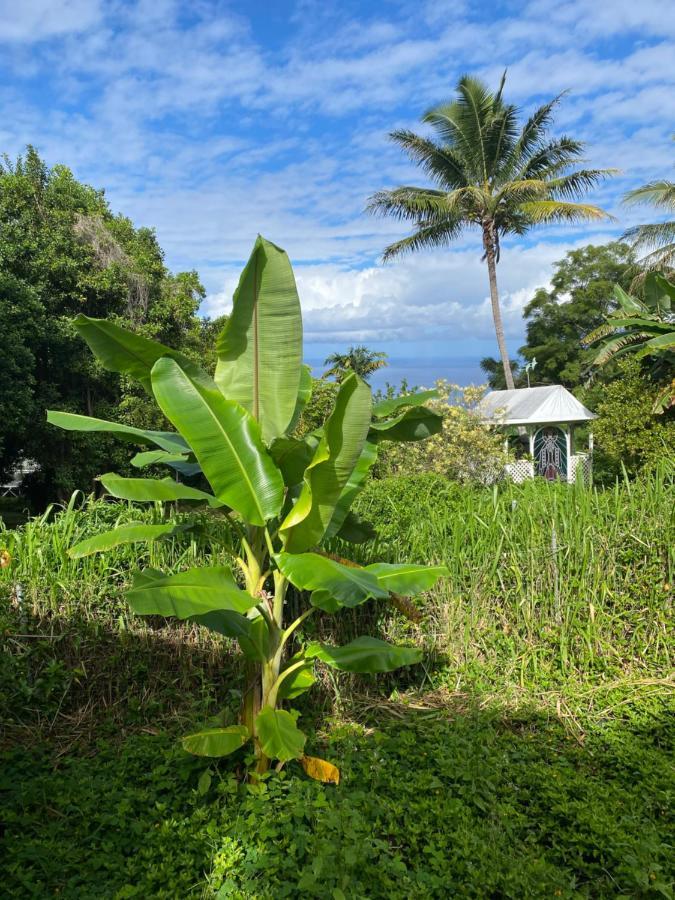 Cozy Jungle Boat Hideaway With Stunning Ocean View Villa Kealakekua Exteriör bild
